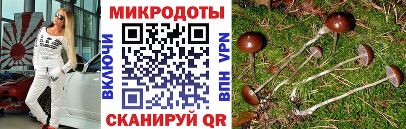Псилоцибиновые грибы Psilocybine cubensis  Приморск 