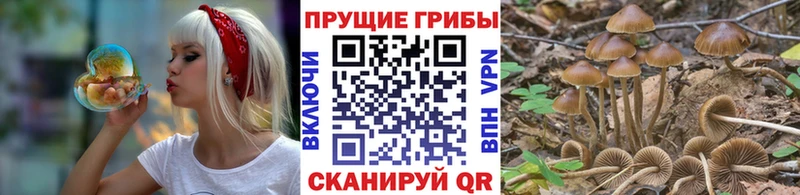 Псилоцибиновые грибы Psilocybe Приморск